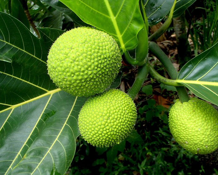 Breadfruit boiled rico aidaskitchenboricua